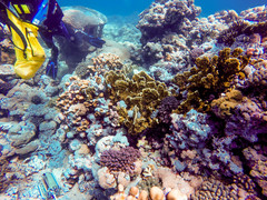 Millepora platyphylla