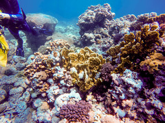 Millepora platyphylla