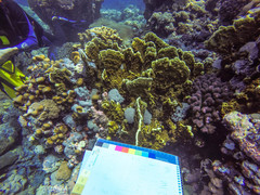 Millepora platyphylla