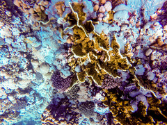 Millepora platyphylla