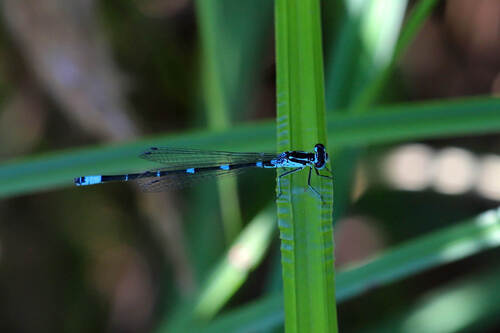 Variable Bluet