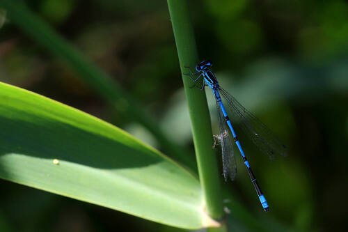 Azure Damselfly