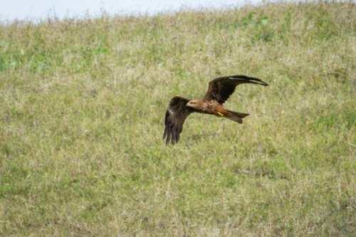 Black Kite