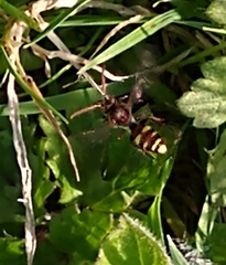 Nomada ruficornis