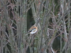 Fringilla montifringilla