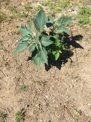 Datura stramonium
