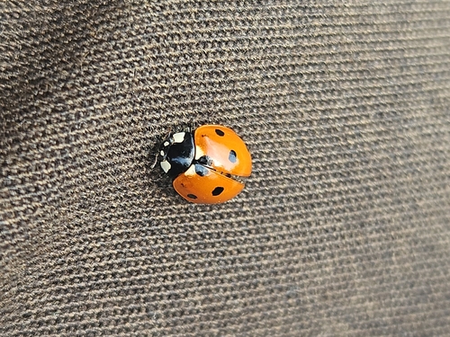 Seven-spotted Lady Beetle