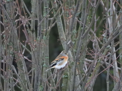 Fringilla montifringilla