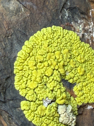 Pleopsidium chlorophanum