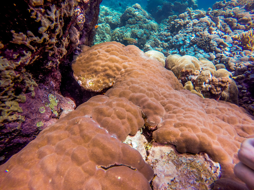 Mound Coral