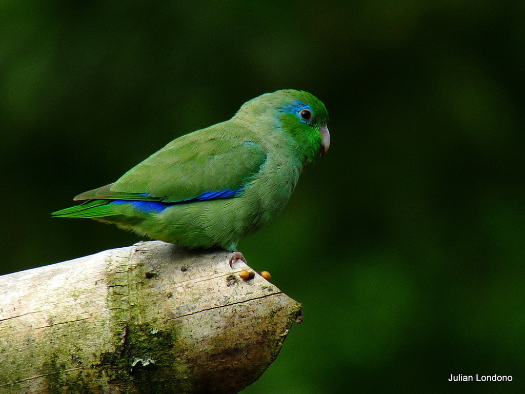 Typical Parrotlets