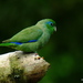 Typical Parrotlets - Photo (c) Julian Londono, some rights reserved (CC BY-SA)