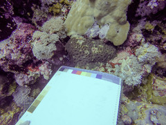 Acanthastrea echinata