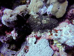Acanthastrea echinata