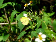 Pyrisitia dina