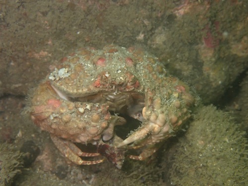 Calappa gallus observed 2026-07-06