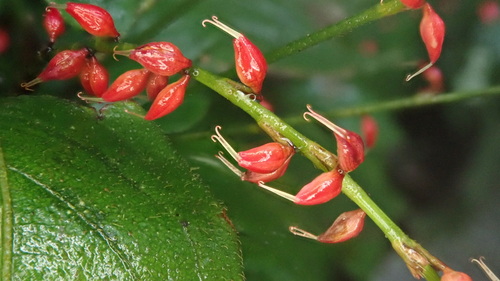 Asian jumpseed