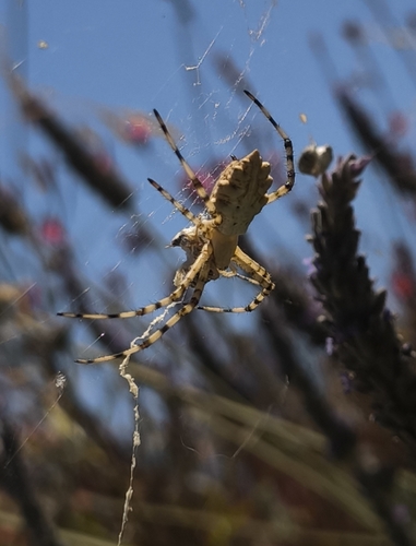Lobed Argiope
