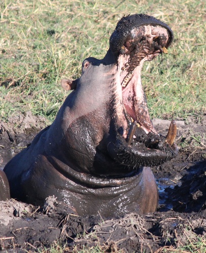 Common Hippopotamus