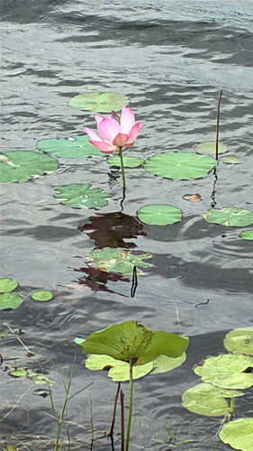 Sacred Lotus