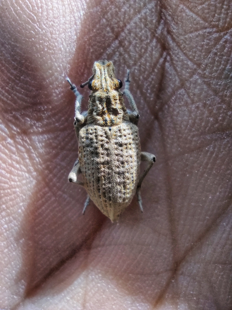 Atmetonychus peregrinus
