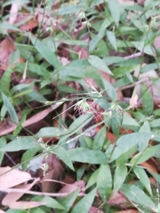 Oplismenus hirtellus setarius