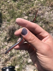 Carphophis vermis
