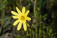 Osteospermum polygaloides