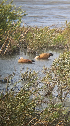 Ruddy Shelduck