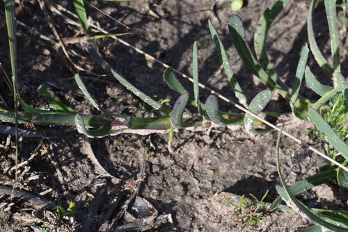 Osteospermum polygaloides, photograph 1