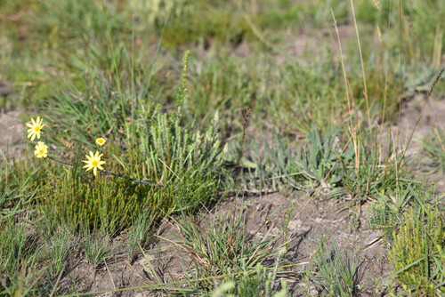 Osteospermum polygaloides, photograph 2