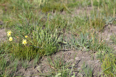 (c) Andrew Gillespie, some rights reserved (CC BY) Osteospermum polygaloides, photograph (c) Andrew Gillespie, some rights reserved (CC BY)