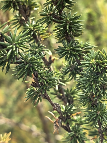 Cliffortia stricta