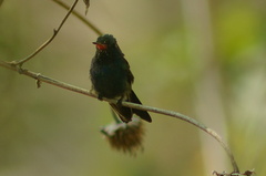 Cynanthus doubledayi