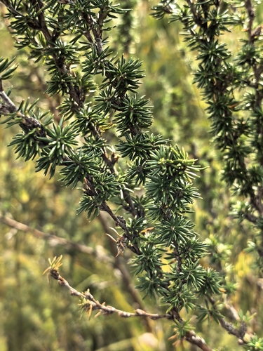 Cliffortia stricta, photograph 2