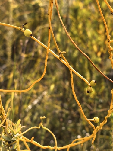 Cassytha ciliolata, photograph 2