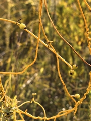 Cassytha ciliolata, photograph author not stated, no rights reserved