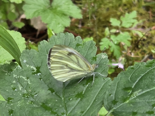 Green-veined White