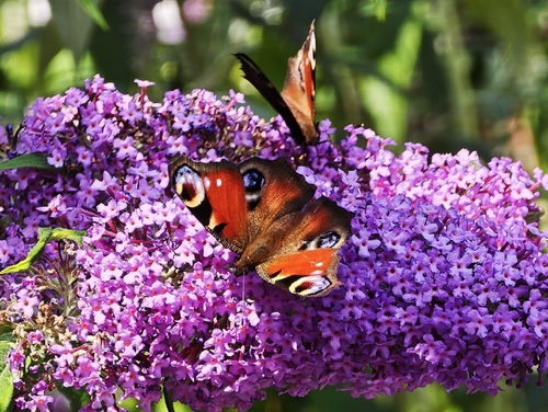 European Peacock Butterfly