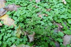 Hydrocotyle heteromeria