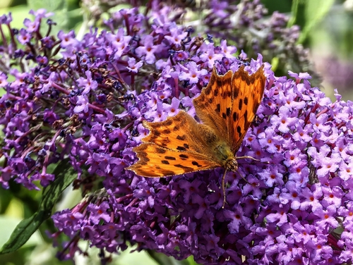 European Comma