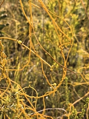 Cassytha ciliolata, photograph author not stated, no rights reserved