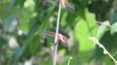 Libellula saturata