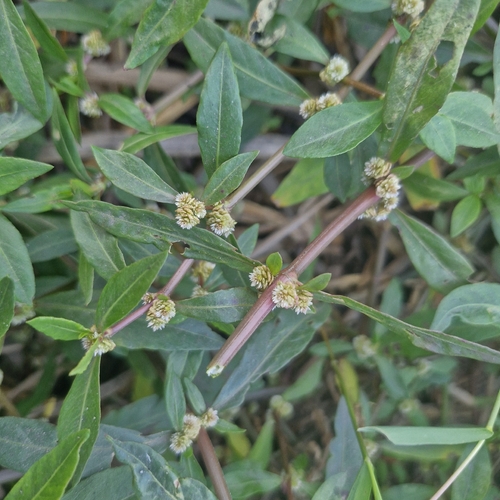 Sessile Joyweed