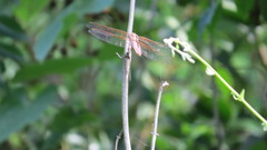 Libellula saturata