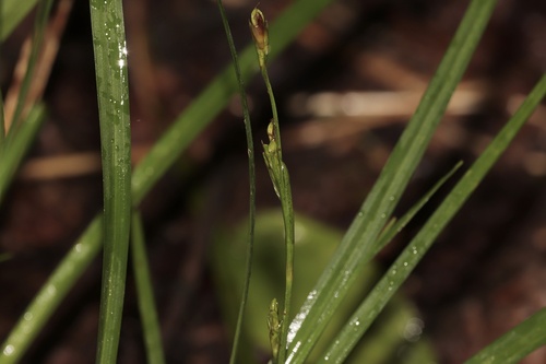 Carex pedunculata, photograph 2