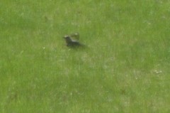 Colaptes auratus auratus