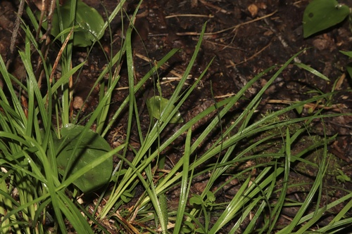 Carex pedunculata, photograph 3