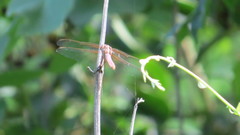 Libellula saturata