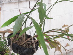 Epiphyllum oxypetalum